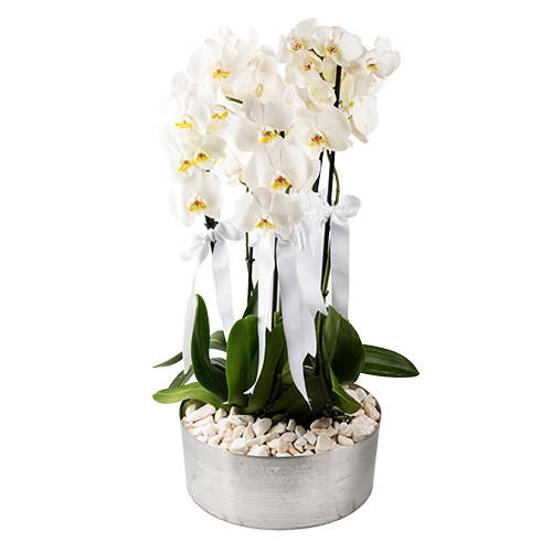 Metal Saksıda Beyaz Orkide (5 Dal - ~ 80 cm)