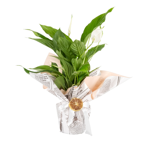 Saksıda Spatifilyum Çiçeği (~ 50 cm)
